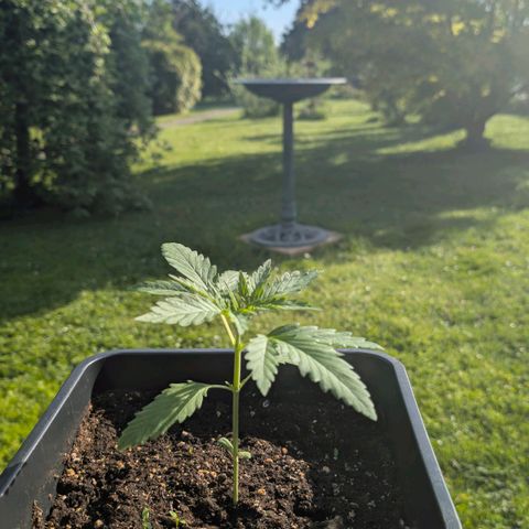 Apple Fritter Auto - Outdoor - BioTabs & Kompost growlog timeline photo
