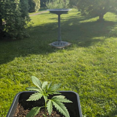 Apple Fritter Auto - Outdoor - BioTabs & Kompost growlog timeline photo