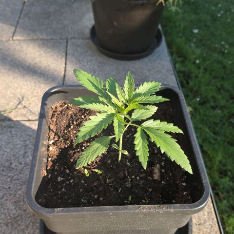 Apple Fritter Auto - Outdoor - BioTabs & Kompost growlog timeline photo