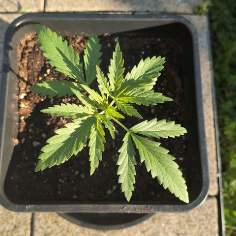 Apple Fritter Auto - Outdoor - BioTabs & Kompost growlog timeline photo