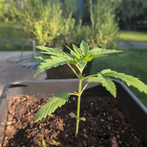 Apple Fritter Auto - Outdoor - BioTabs & Kompost growlog timeline photo