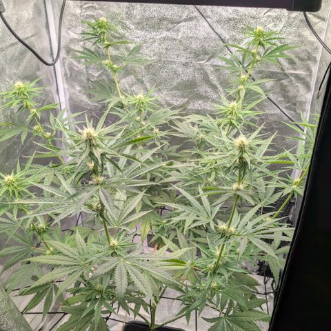 Banana - Photo - BioTabs Perfect Plant - DryFerm Bag growlog timeline photo