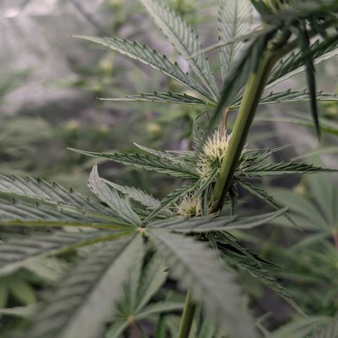 Banana - Photo - BioTabs Perfect Plant - DryFerm Bag growlog timeline photo
