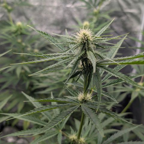 Banana - Photo - BioTabs Perfect Plant - DryFerm Bag growlog timeline photo