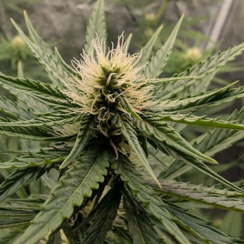 Banana - Photo - BioTabs Perfect Plant - DryFerm Bag growlog timeline photo