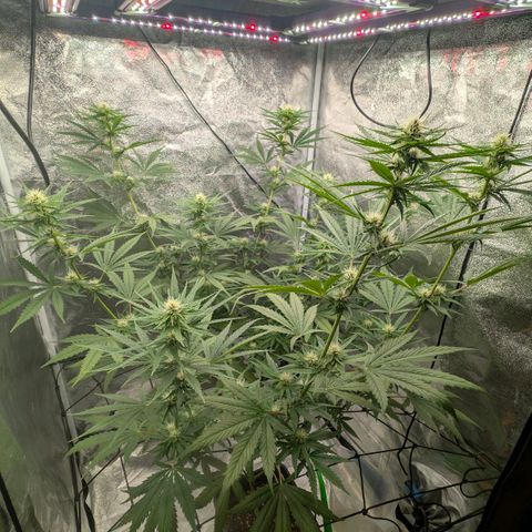 Banana - Photo - BioTabs Perfect Plant - DryFerm Bag growlog timeline photo