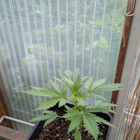Apple Fritter Auto - Outdoor - BioTabs & Kompost growlog timeline photo