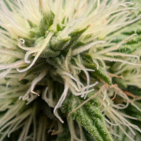 Banana - Photo - BioTabs Perfect Plant - DryFerm Bag growlog timeline photo