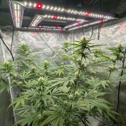 Banana - Photo - BioTabs Perfect Plant - DryFerm Bag growlog timeline photo
