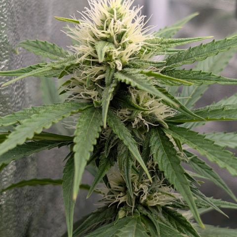 Banana - Photo - BioTabs Perfect Plant - DryFerm Bag growlog timeline photo