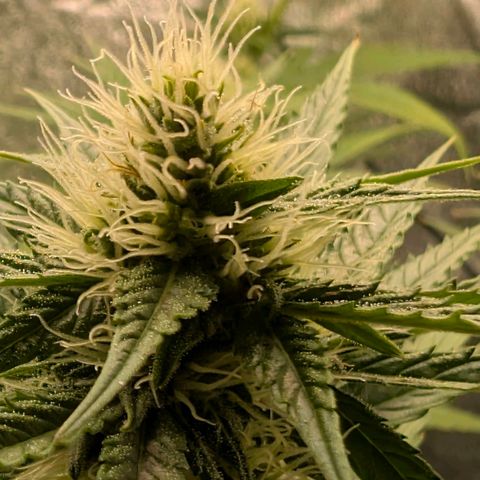 Banana - Photo - BioTabs Perfect Plant - DryFerm Bag growlog timeline photo