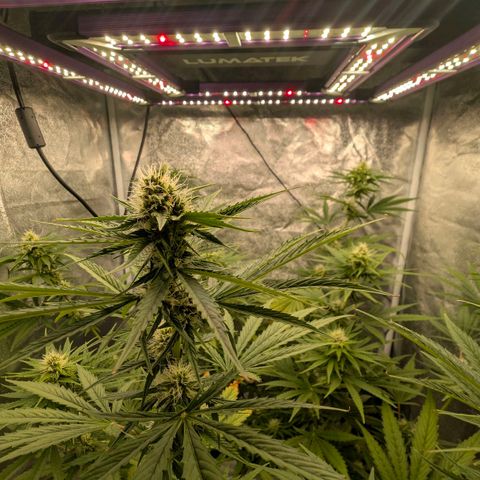 Banana - Photo - BioTabs Perfect Plant - DryFerm Bag growlog timeline photo