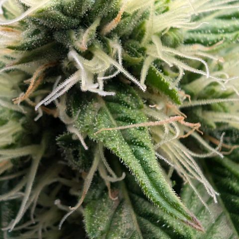 Banana - Photo - BioTabs Perfect Plant - DryFerm Bag growlog timeline photo