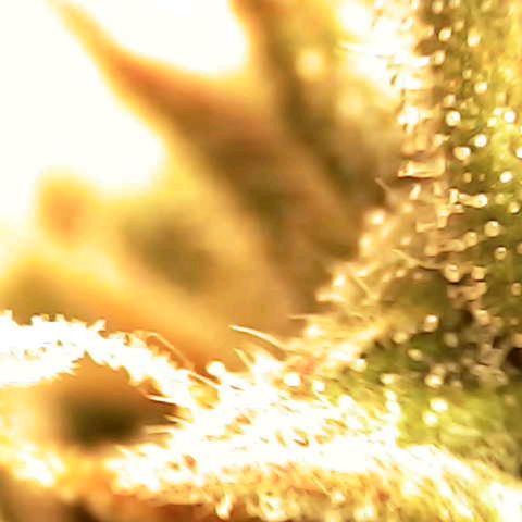Banana - Photo - BioTabs Perfect Plant - DryFerm Bag growlog timeline photo