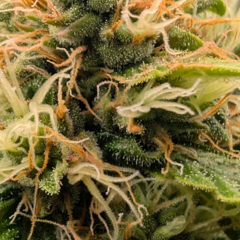 Banana - Photo - BioTabs Perfect Plant - DryFerm Bag growlog timeline photo