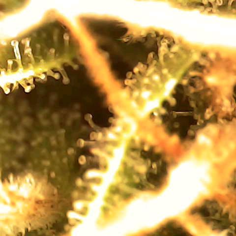Banana - Photo - BioTabs Perfect Plant - DryFerm Bag growlog timeline photo