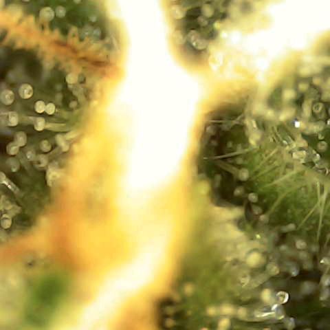 Banana - Photo - BioTabs Perfect Plant - DryFerm Bag growlog timeline photo
