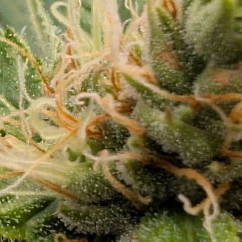 Banana - Photo - BioTabs Perfect Plant - DryFerm Bag growlog timeline photo