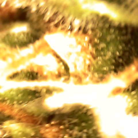 Banana - Photo - BioTabs Perfect Plant - DryFerm Bag growlog timeline photo
