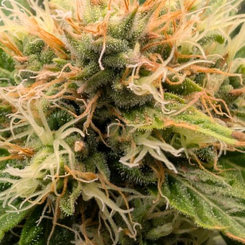Banana - Photo - BioTabs Perfect Plant - DryFerm Bag growlog timeline photo