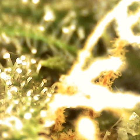 Banana - Photo - BioTabs Perfect Plant - DryFerm Bag growlog timeline photo