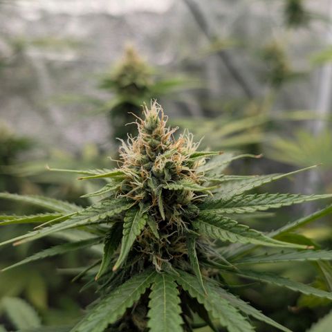 Banana - Photo - BioTabs Perfect Plant - DryFerm Bag growlog timeline photo