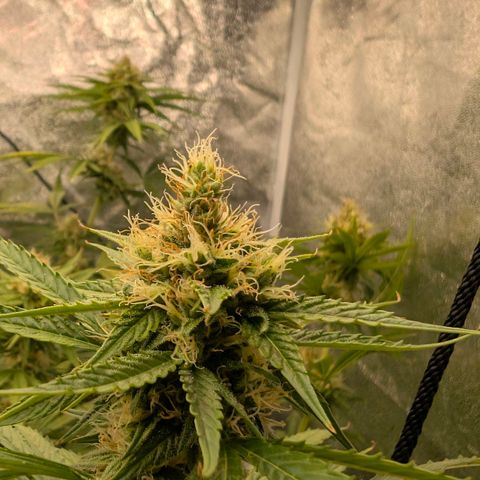 Banana - Photo - BioTabs Perfect Plant - DryFerm Bag growlog timeline photo