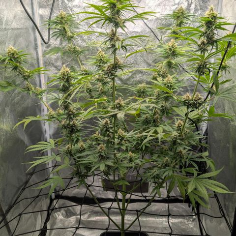 Banana - Photo - BioTabs Perfect Plant - DryFerm Bag growlog timeline photo