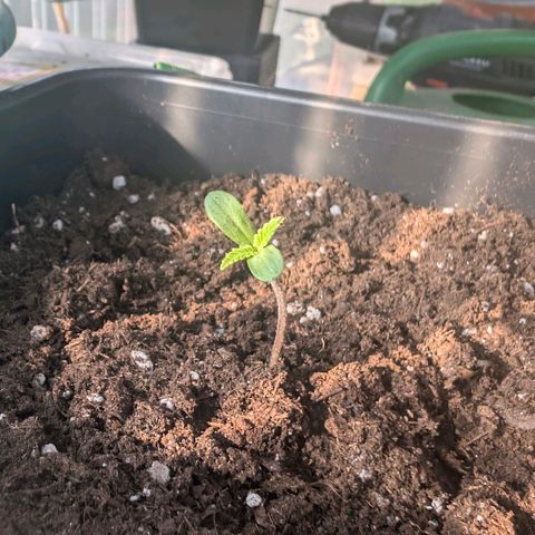 Do-Si-Dos Auto - Outdoor growlog photo
