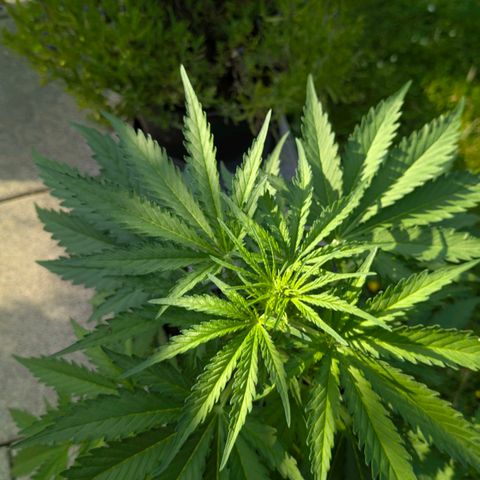 Apple Fritter Auto - Outdoor - BioTabs & Kompost growlog timeline photo