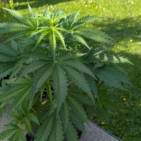 Apple Fritter Auto - Outdoor - BioTabs & Kompost growlog timeline photo