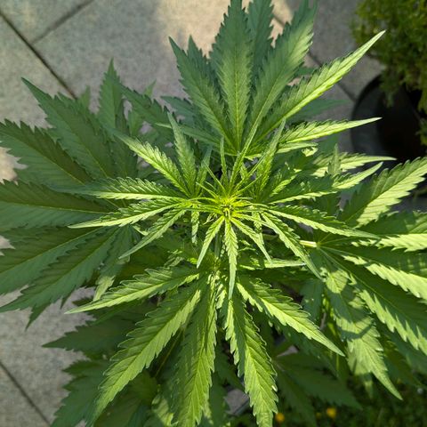 Apple Fritter Auto - Outdoor - BioTabs & Kompost growlog timeline photo