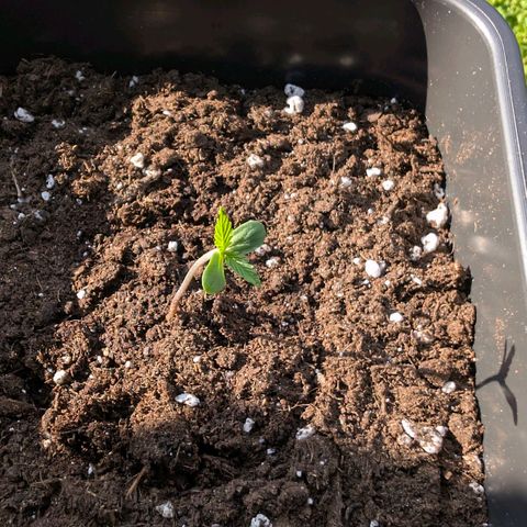 Do-Si-Dos Auto - Outdoor growlog photo