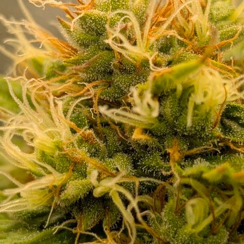 Banana - Photo - BioTabs Perfect Plant - DryFerm Bag growlog timeline photo