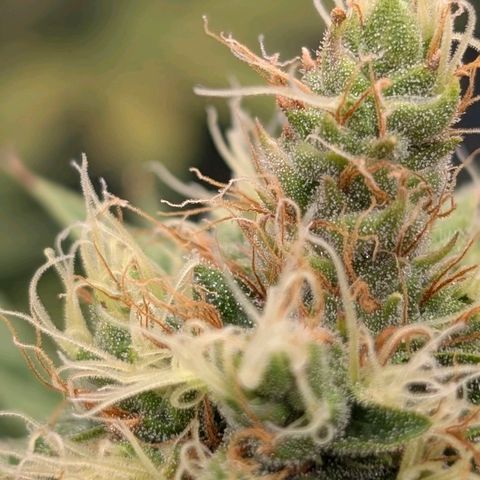 Banana - Photo - BioTabs Perfect Plant - DryFerm Bag growlog timeline photo