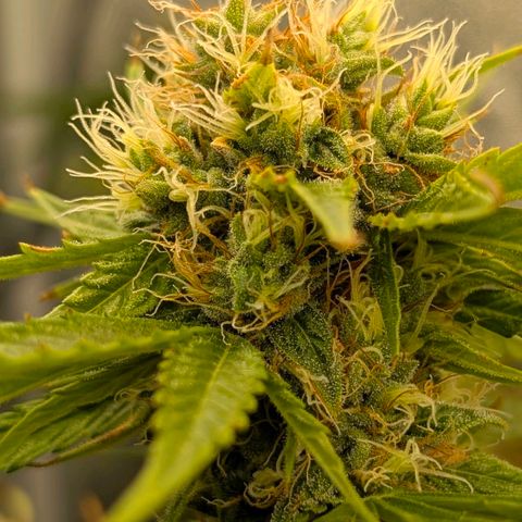 Banana - Photo - BioTabs Perfect Plant - DryFerm Bag growlog timeline photo