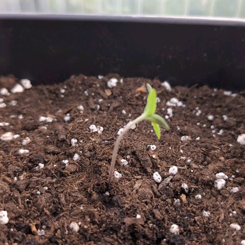 Do-Si-Dos Auto - Outdoor growlog timeline photo