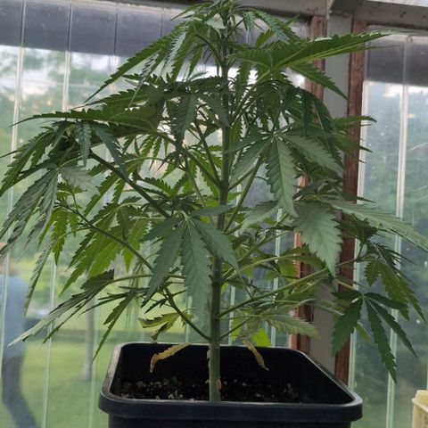 Apple Fritter Auto - Outdoor - BioTabs & Kompost growlog timeline photo