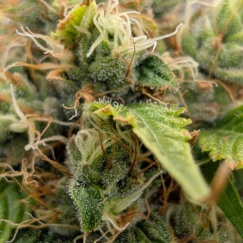 Banana - Photo - BioTabs Perfect Plant - DryFerm Bag growlog timeline photo