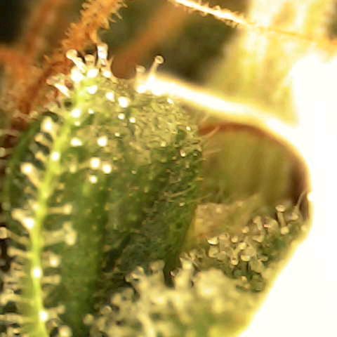 Banana - Photo - BioTabs Perfect Plant - DryFerm Bag growlog timeline photo