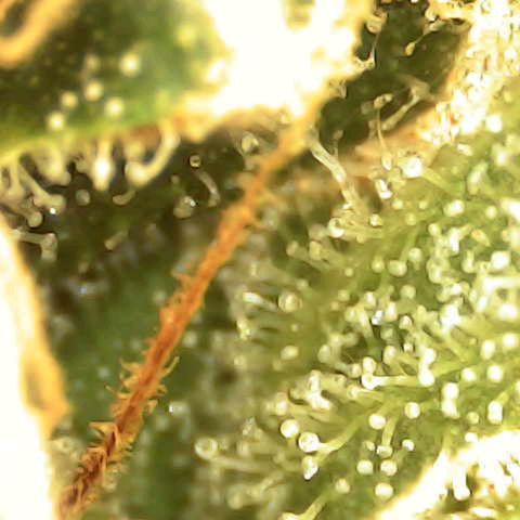 Banana - Photo - BioTabs Perfect Plant - DryFerm Bag growlog timeline photo