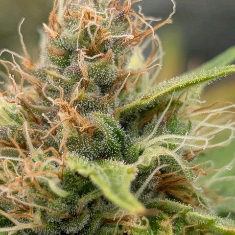Banana - Photo - BioTabs Perfect Plant - DryFerm Bag growlog timeline photo