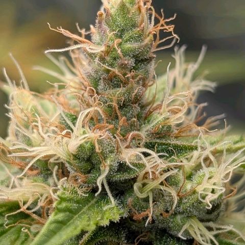 Banana - Photo - BioTabs Perfect Plant - DryFerm Bag growlog timeline photo