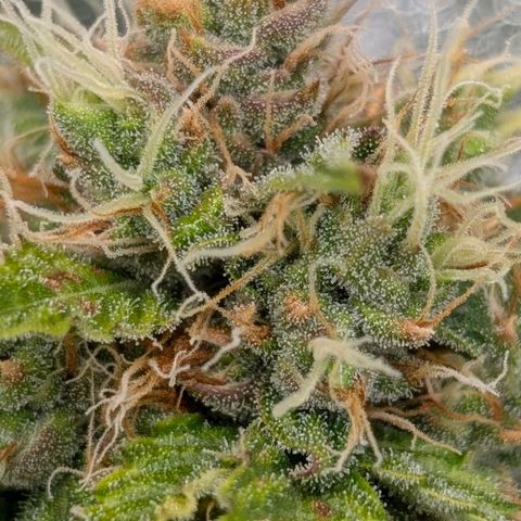 Banana - Photo - BioTabs Perfect Plant - DryFerm Bag growlog timeline photo