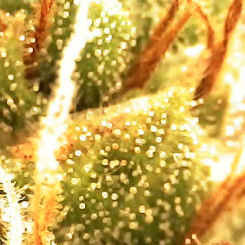 Banana - Photo - BioTabs Perfect Plant - DryFerm Bag growlog timeline photo