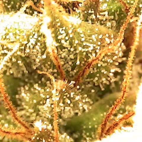 Banana - Photo - BioTabs Perfect Plant - DryFerm Bag growlog timeline photo