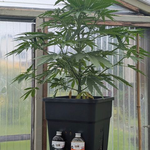 Apple Fritter Auto - Outdoor - BioTabs & Kompost growlog timeline photo