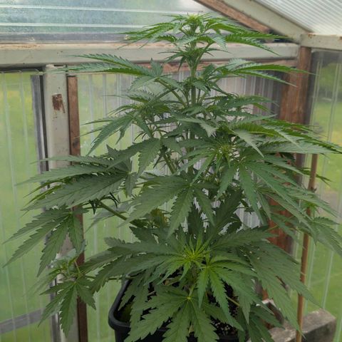 Apple Fritter Auto - Outdoor - BioTabs & Kompost growlog timeline photo