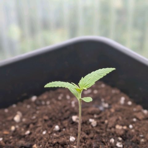 Do-Si-Dos Auto - Outdoor growlog timeline photo