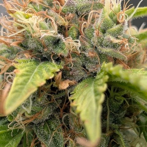 Banana - Photo - BioTabs Perfect Plant - DryFerm Bag growlog timeline photo